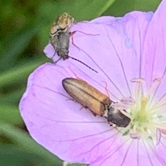 Dolerosomus silaceus