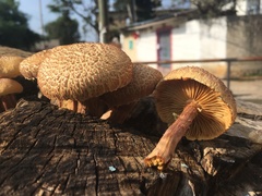 Gymnopilus subpurpuratus