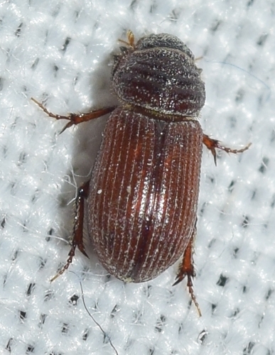Rhyssemodes