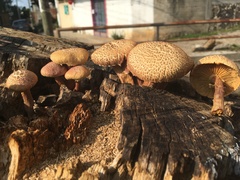 Gymnopilus subpurpuratus