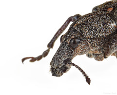 Ithycerus noveboracensis