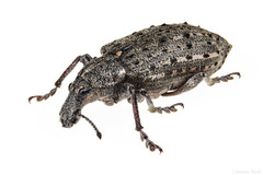 Ithycerus noveboracensis
