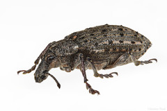 Ithycerus noveboracensis
