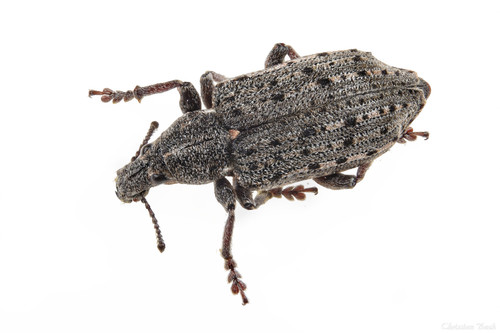 New York Weevil photo 2