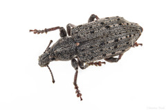 Ithycerus noveboracensis