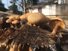 Gymnopilus subpurpuratus
