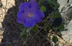 Ruellia hirsutoglandulosa