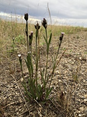 Silene involucrata