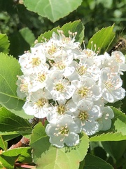 Crataegus gaylussacia