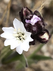 Silene involucrata