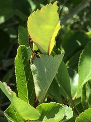 Crataegus gaylussacia