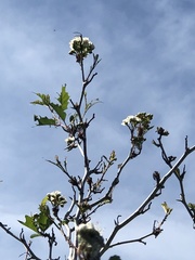 Crataegus gaylussacia