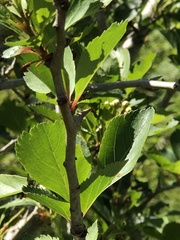 Crataegus gaylussacia