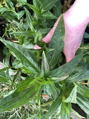 Epilobium