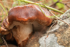 Tricholoma albobrunneum