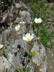 Drymocallis rupestris