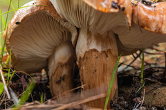 Tricholoma albobrunneum