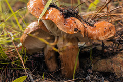 Tricholoma albobrunneum