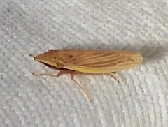 Draeculacephala septemguttata