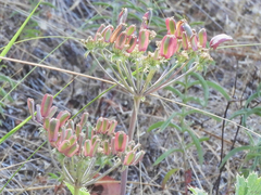 Lomatium repostum