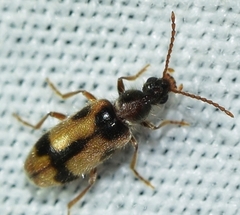 Notoxus excisus