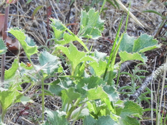 Lomatium repostum