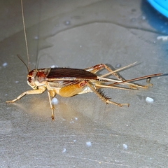 Teleogryllus mitratus
