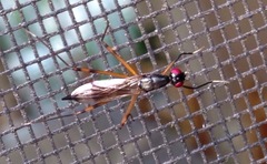 Rainieria antennaepes