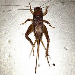 Teleogryllus mitratus