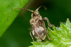 Ptinomorphus imperialis
