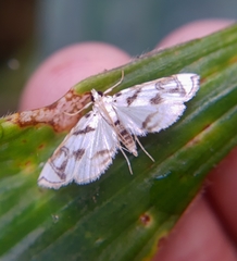 Musotiminae