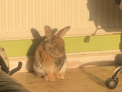 Oryctolagus cuniculus