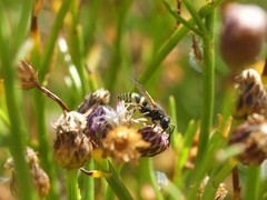 Pachodynerus peruensis