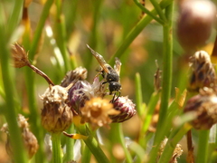 Pachodynerus peruensis