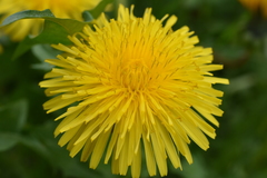 Taraxacum officinale