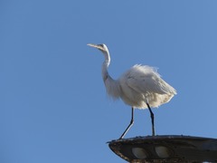 Egretta gularis