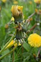 Taraxacum officinale