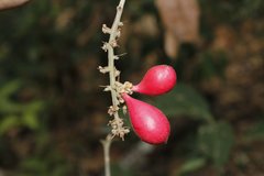 Paullinia sessiliflora