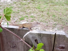 Anolis sagrei