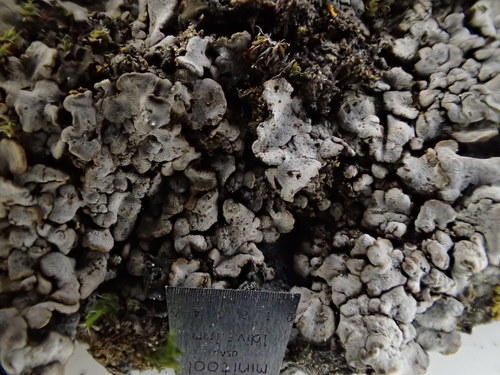 iNaturalist observation photo of Dermatocarpon leptophyllodes