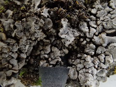 Dermatocarpon leptophyllodes