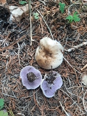 Asproinocybe