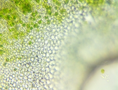 Dermatocarpon leptophyllodes