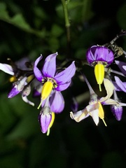 Solanum dulcamara