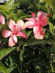 Hibiscus