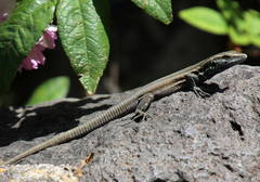 Gallotia caesaris gomerae