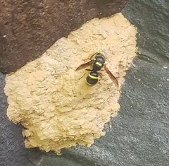 Ancistrocerus waldenii