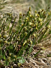 Trichophorum cespitosum cespitosum