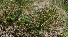 Trichophorum cespitosum cespitosum