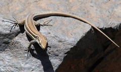 Gallotia caesaris gomerae